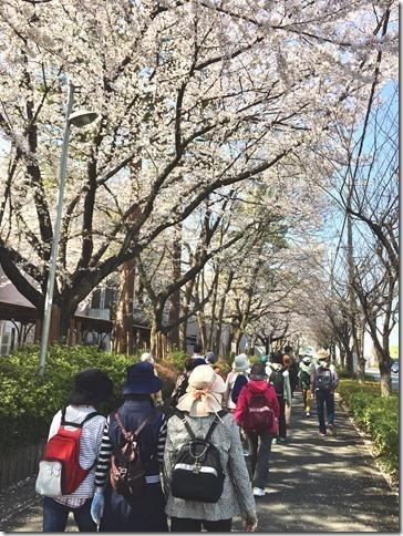 桜並木の下を帽子にリュックを背負ってウォーキングする方々の写真